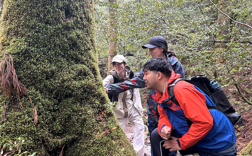 白谷雲水狭、トレッキング、屋久島、苔むす森