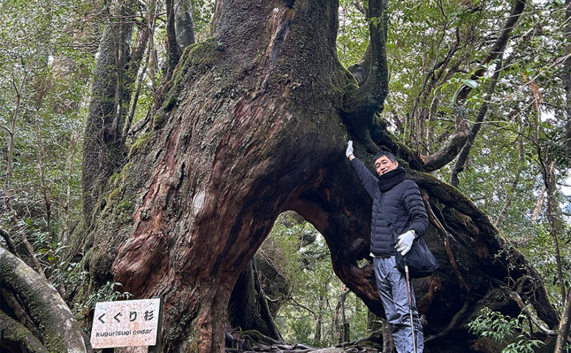 巨大なくぐり杉の前でポーズを取る男性、苔で覆われた大木と案内板が見える風景