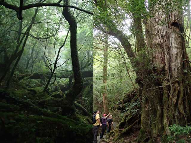 屋久島の深い森に広がる苔に覆われた木々と、古木に囲まれてハイキングを楽しむ人々の風景。