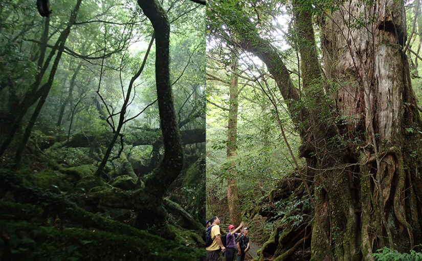 ヤクスギランド　トレッキング　森林浴