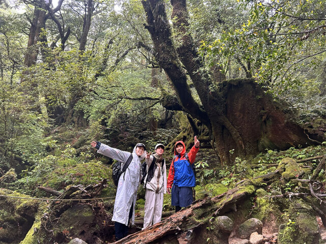 白谷雲水狭、トレッキング、屋久島、苔むす森