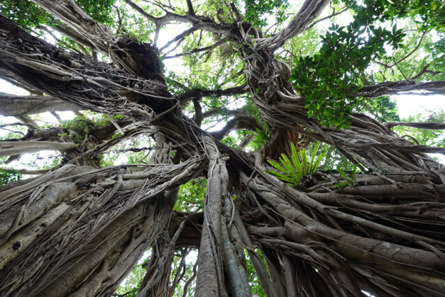 西部照葉樹林ツアー、屋久島、トレッキング