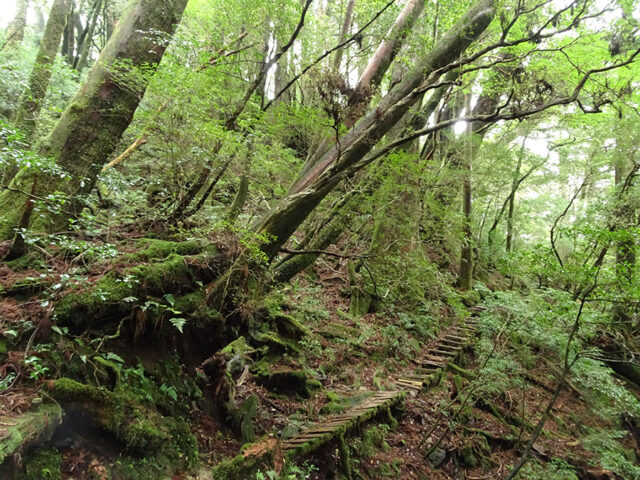 ヤクスギランド　トレッキング