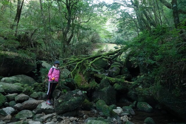 白谷雲水狭、トレッキング、苔むすの森