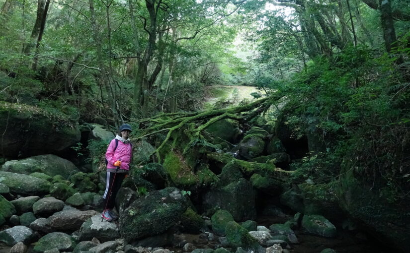 白谷雲水狭、トレッキング、苔むすの森