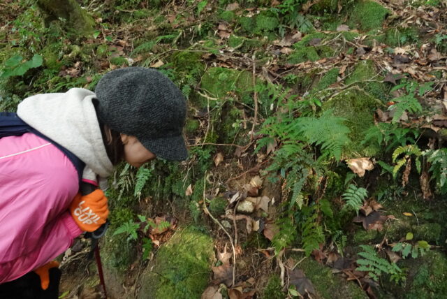 白谷雲水狭、トレッキング、苔
