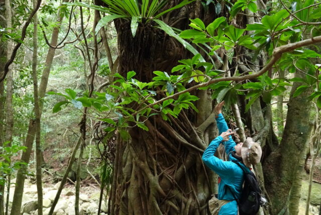 西部照葉樹林ツアー、屋久島、トレッキング