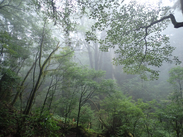 ヤクスギランド　トレッキング