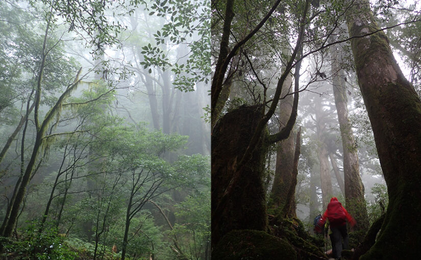 ヤクスギランド　トレッキング