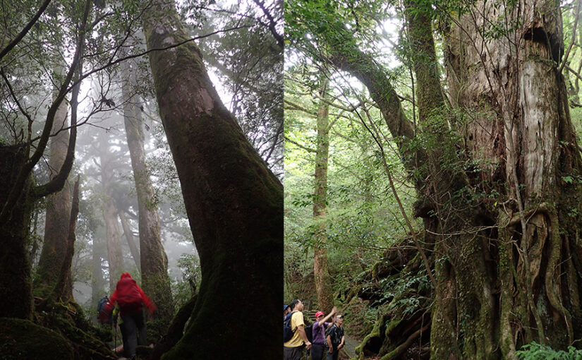 ヤクスギランド　トレッキング