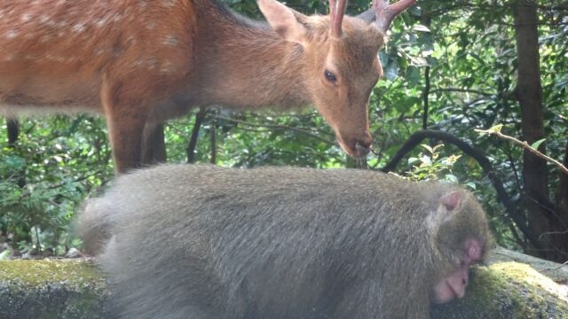 森の中で草を食べるヤクシカとその横で休んでいるヤクザルが並んでいる様子
