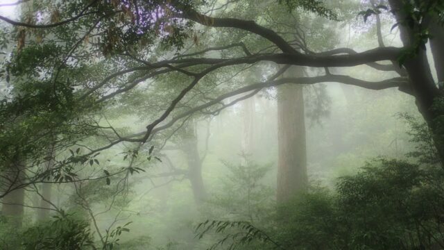 ヤクスギランド　トレッキング