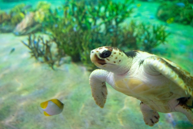 屋久島でウミガメに会いに行こう！ウミガメシーズンやおすすめのツアーなど、屋久島のウミガメについて徹底解説