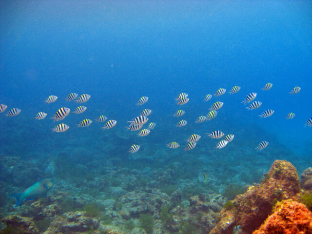 屋久島の海中を泳ぐ熱帯魚の群れとサンゴ礁