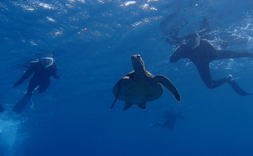 シュノーケリング