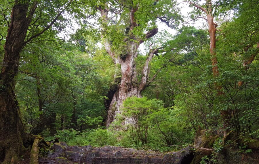 世界自然遺産の屋久島で最大級の屋久杉『縄文杉』とは？特徴とおすすめツアーをご紹介 | 屋久島アクティビティ