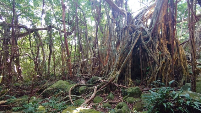 屋久島-猿川ガジュマル-