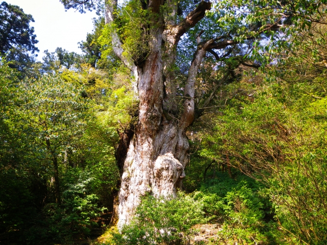 縄文杉登山は初心者にきつい？ツアーの選び方や難易度を徹底解説