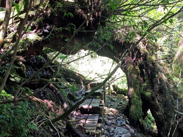 縄文杉登山は初心者にきつい？ツアーの選び方や難易度を徹底解説