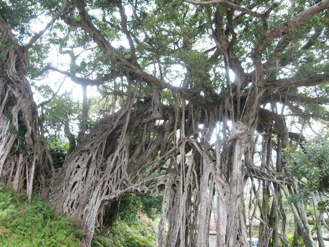 中間のガジュマル
