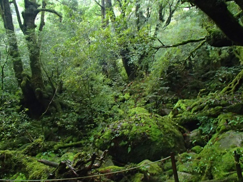 【屋久島】早朝スタートで混雑回避☆神秘の森『白谷雲水峡〜もののけの森〜太鼓岩』を巡るトレッキングツアー！午後フライトの方にもおすすめ《送迎付き》（No.72）