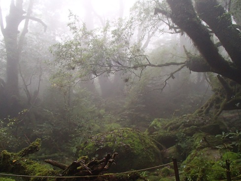 【屋久島】早朝スタートで混雑回避☆神秘の森『白谷雲水峡〜もののけの森〜太鼓岩』を巡るトレッキングツアー！午後フライトの方にもおすすめ《送迎付き》（No.72）