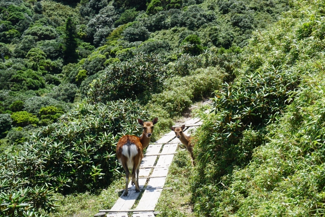 屋久島「安房エリア」の魅力を徹底紹介！観光スポット、アクセス方法、宿泊情報を網羅♪