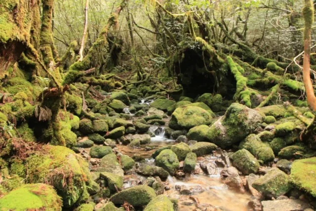 屋久島の白谷雲水峡。一面を緑の苔が覆う幻想的な森と透き通った渓流