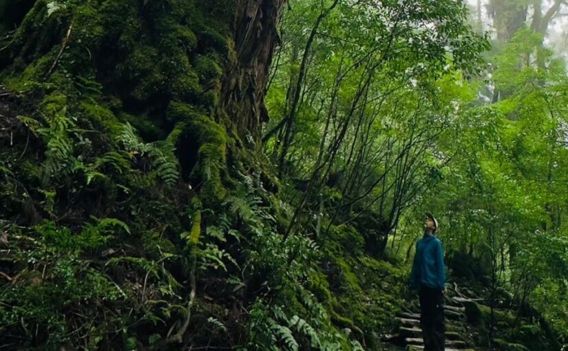 森林浴　ヤクスギランド