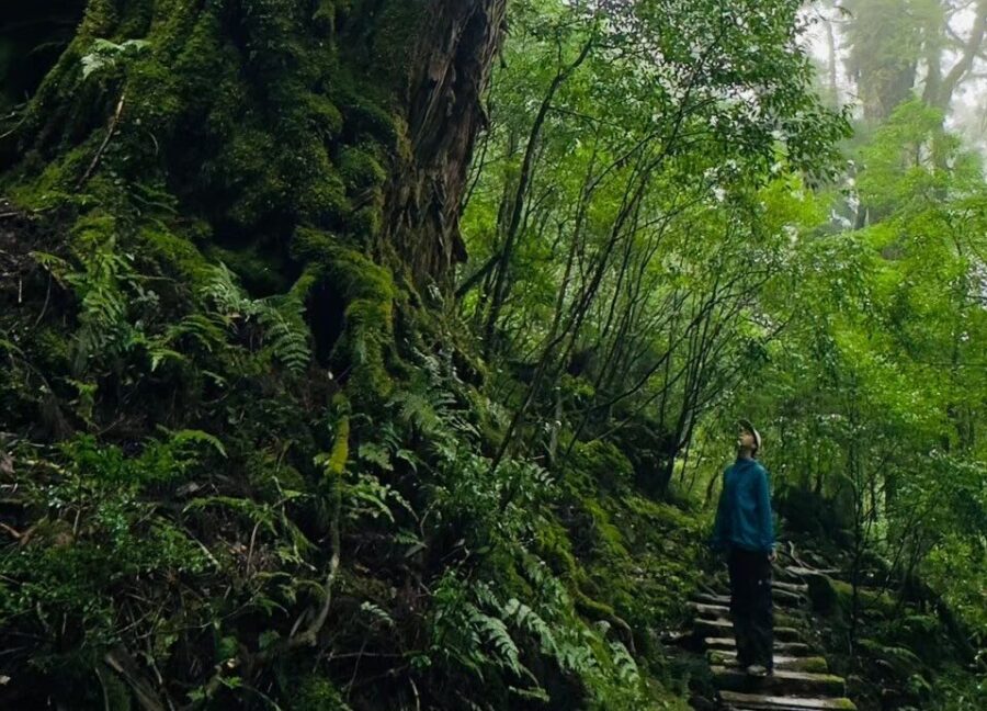 森林浴　ヤクスギランド