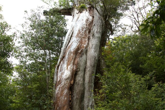 屋久島の森にそびえる大きな弥生杉の幹