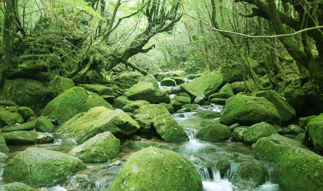 屋久島観光の決定版！世界遺産・温泉・アクティビティ・外せない絶景スポット総まとめ！