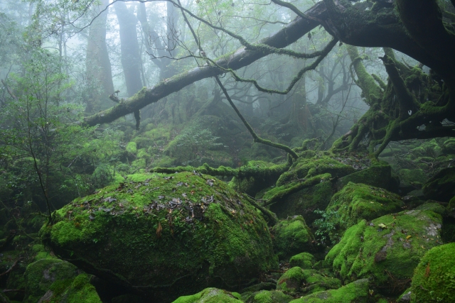 屋久島・宮之浦岳登山完全ガイド｜初心者必見コースと装備まとめ