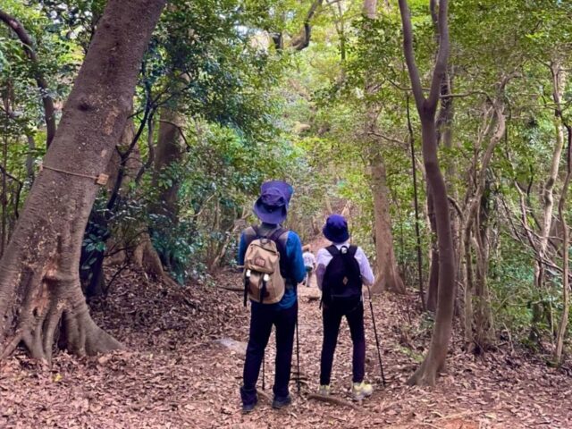 木々に囲まれた平坦な林道を、リュックを背負いステッキを持って歩くシニアのペア。