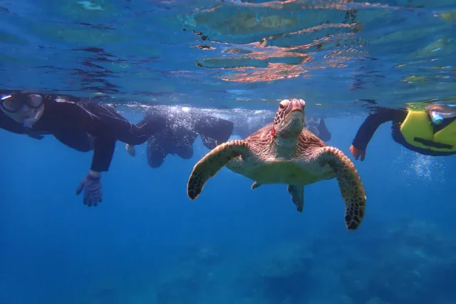 屋久島の透き通る海でウミガメと並走するシュノーケリング体験の様子。