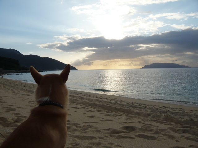 屋久島犬