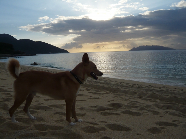 屋久島犬