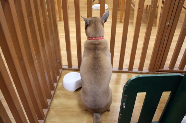 屋久島犬