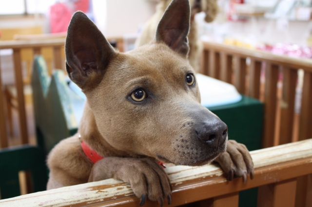屋久島犬