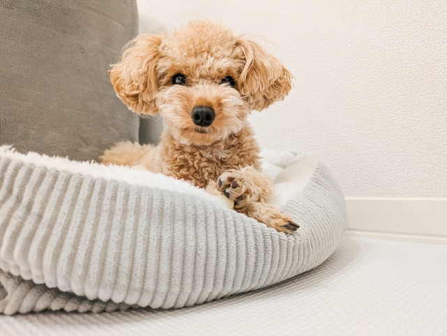 屋久島犬　ペット　ホテル