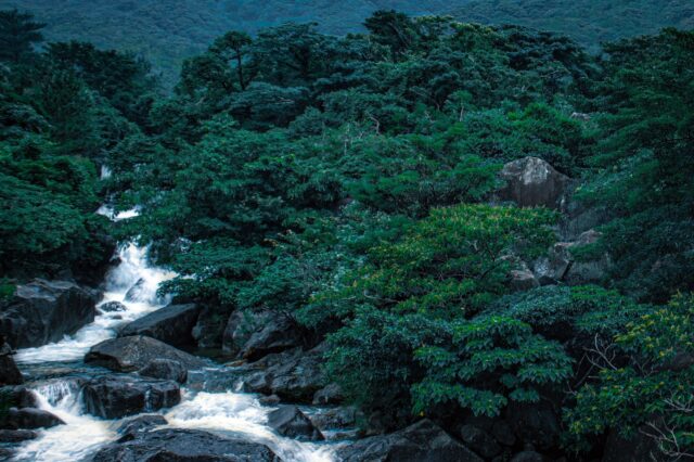 屋久島　風景　雨季