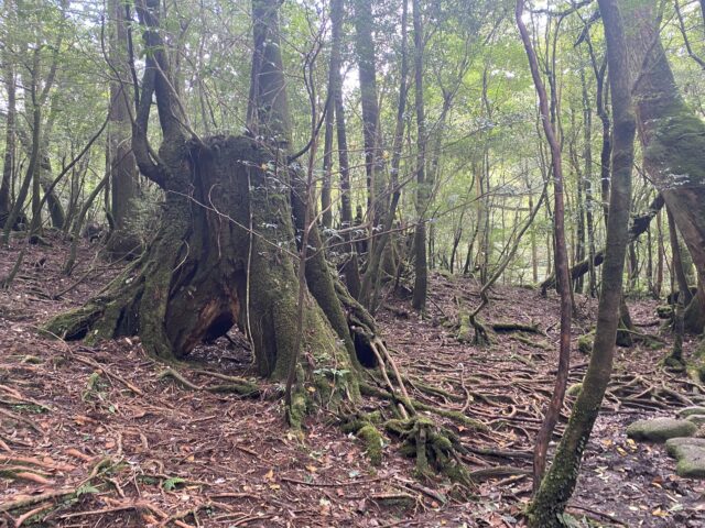 土埋木　屋久島