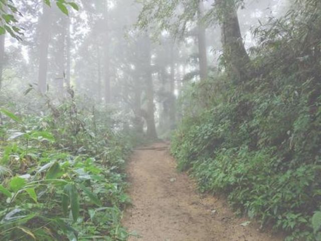 白谷雲水峡の霧に包まれた幻想的な森の登山道