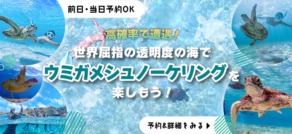 ウミガメシュノKV_pc