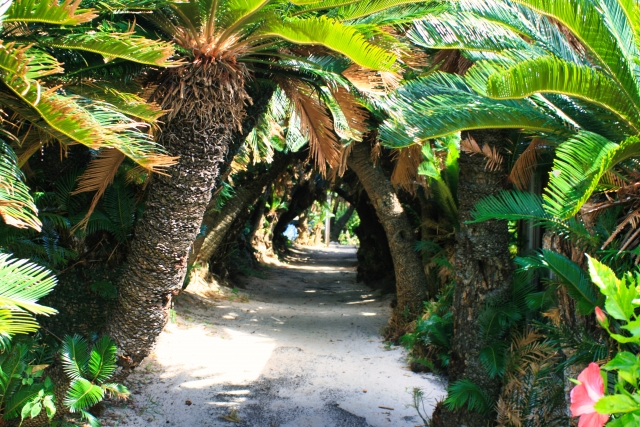 徳之島の曲がりくねったヤシの木が並ぶ熱帯の小道、葉のアーチが道を覆っている