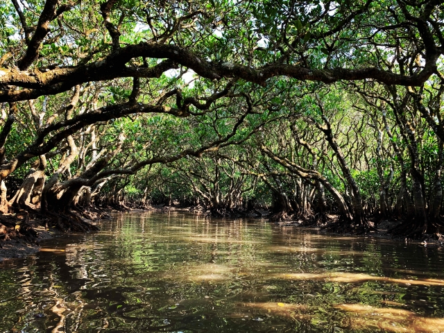 奄美大島のマングローブの木々が生い茂る湿地帯で、木々の間に水面が映る穏やかな景色