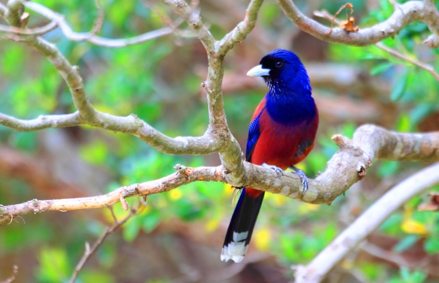 鮮やかな色の羽を持つルリカケスが木の枝にとまっている、緑豊かな自然の中で撮影された一瞬