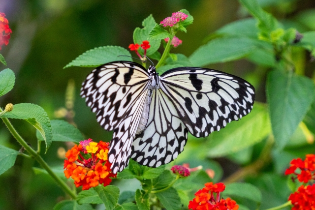 白と黒の美しい模様のオオゴマダラが、鮮やかな花の上で羽を広げている