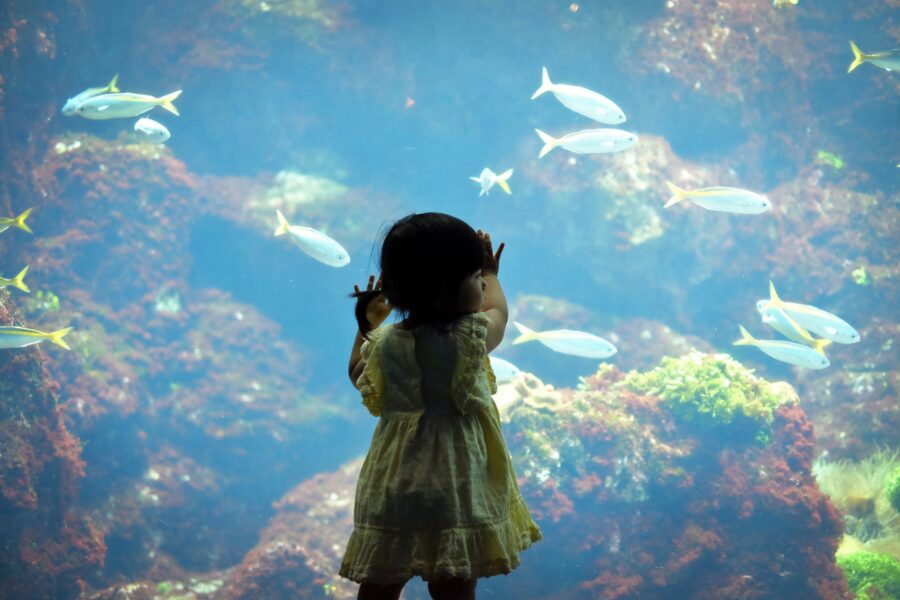 水族館の大きな水槽の前に立つ子ども
