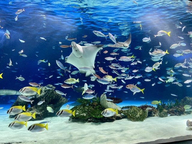 エイや熱帯魚が泳ぐ水族館の大型水槽